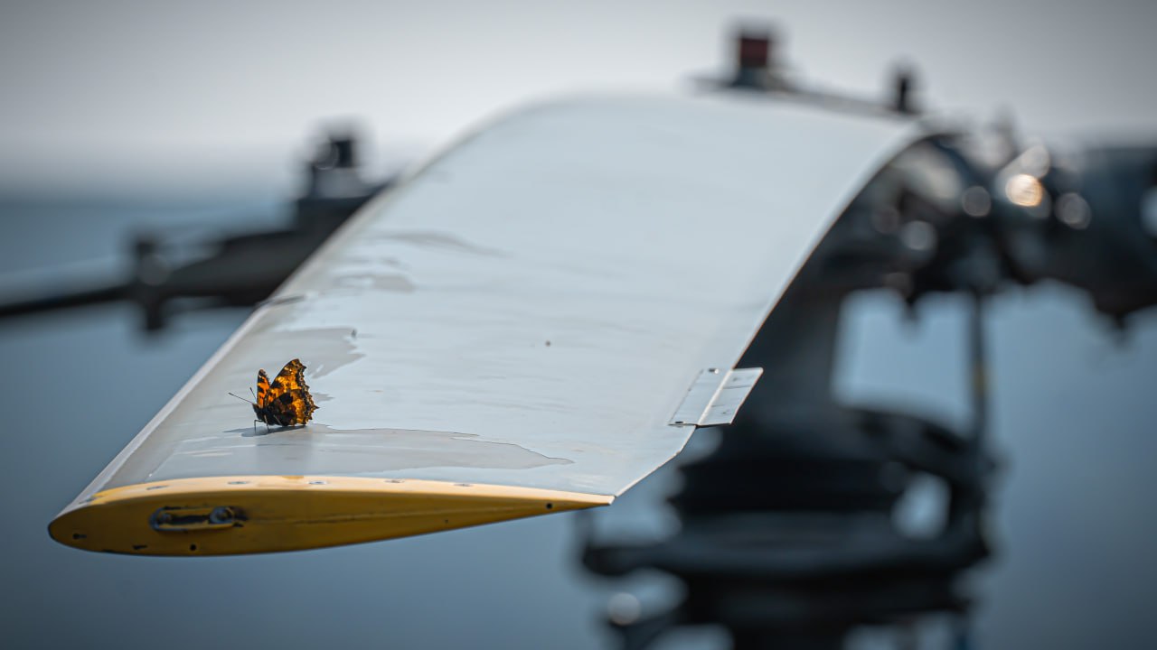 Два пепелаца в сжатой перспективе